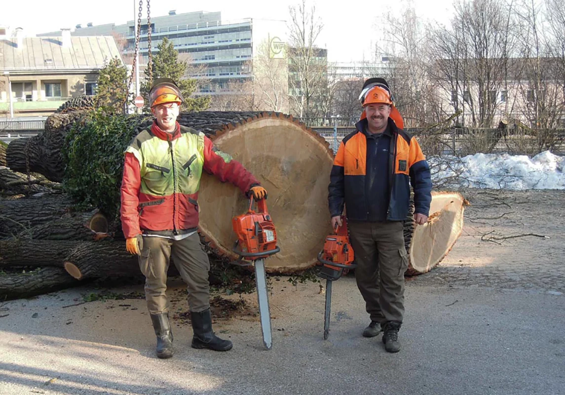 Pflege von Bäumen durch Baumschnitt